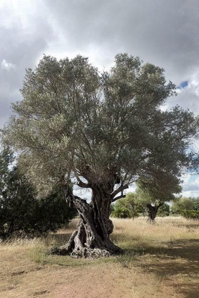 old-olive-tree