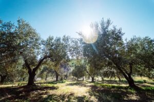 ελαιόλαδο εξαιρετικό παρθένο